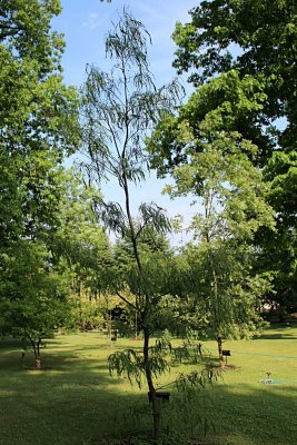 Quercus petraea 'Laciniata' - dub zimní drnák - jarní habitus